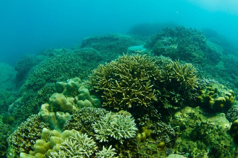 Scuba Diving in Srilanka Diving East Coast