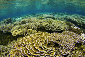 palagala reef