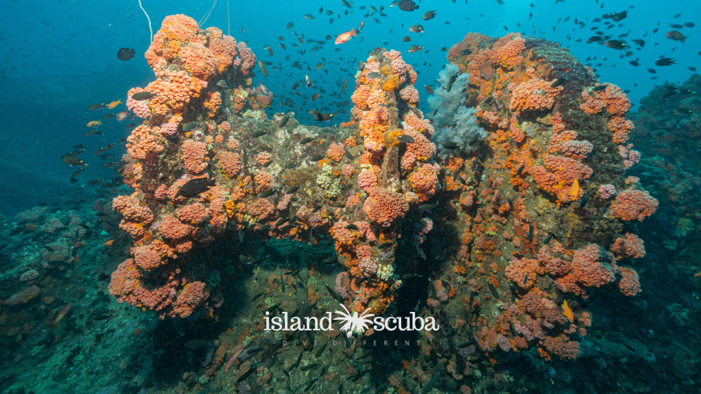 Chief Dragon Car Wreck island scuba 1