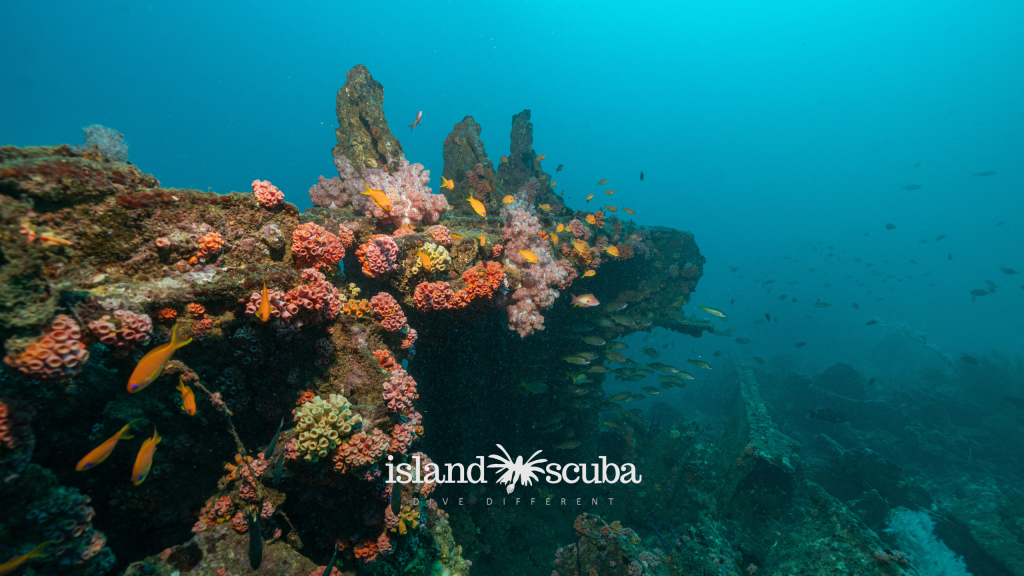 Chief Dragon Car Wreck island scuba 1