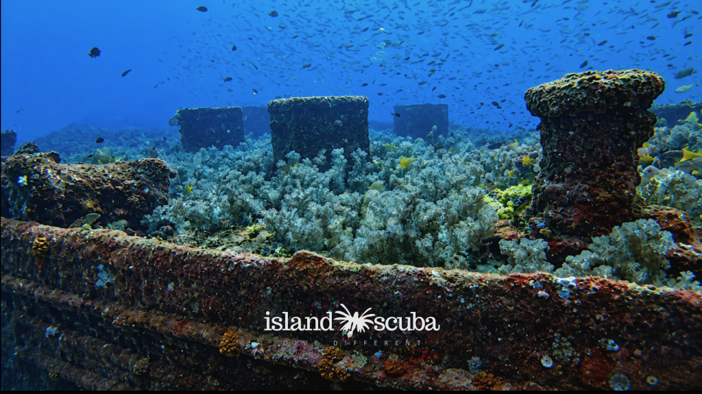Clarkes Wreck island scuba 1
