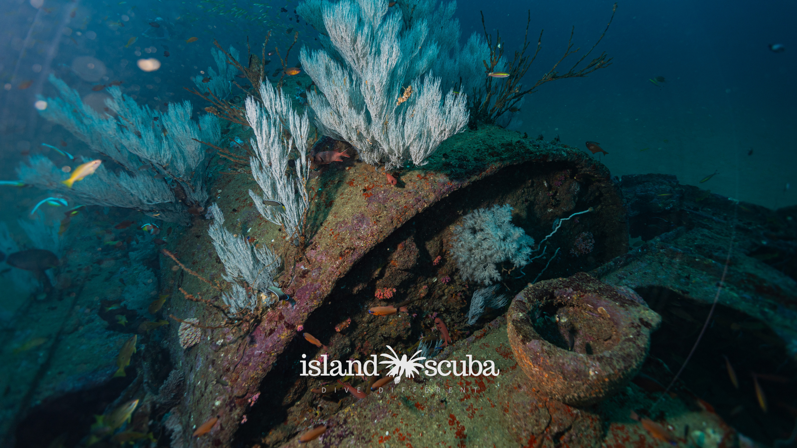 Toilet barge island scuba